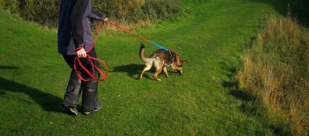 K9 Scentwork & K9 Nose Skills